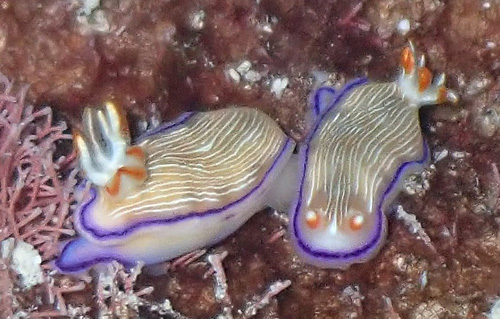 Hypselodoris insulana: mating
