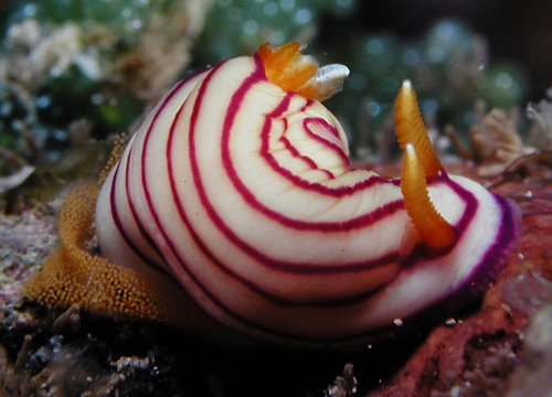Hypselodoris maridadilus: laying eggs