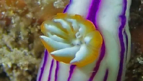 Hypselodoris maridadilus: branchia, top