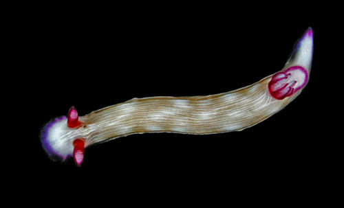 Hypselodoris violabranchia