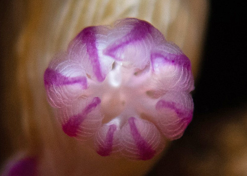 Hypselodoris violabranchia: branchia
