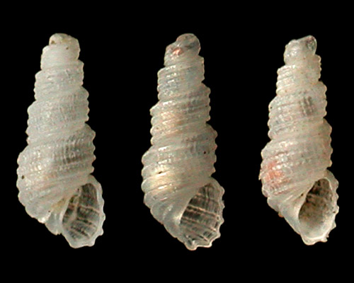 Iolaea sp. #1: shell