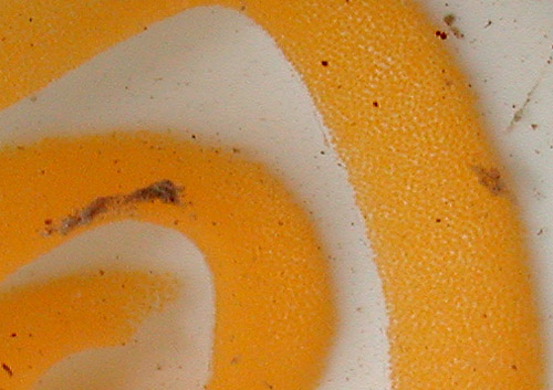 Kaloplocamus ramosus: egg mass detail