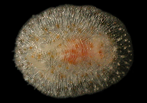 Knoutsodonta cf. maugeansis