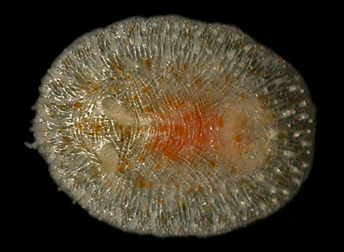 Knoutsodonta cf. maugeansis: rhinohores retracted