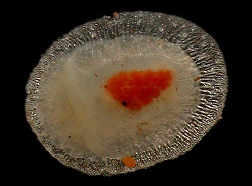 Knoutsodonta cf. maugeansis: underside