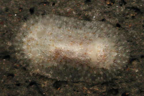 Knoutsodonta cf. maugeansis: crawling