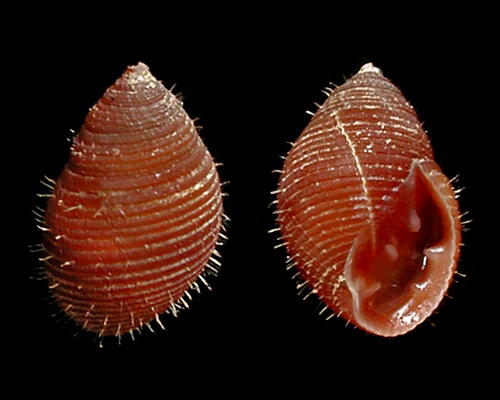 Laemodonta octanfracta: shell