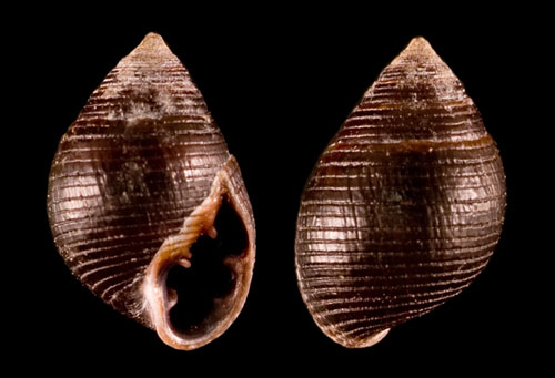 Laemodonta sp. #1: shell