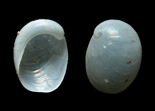 Lamellaria sp. #1: shell