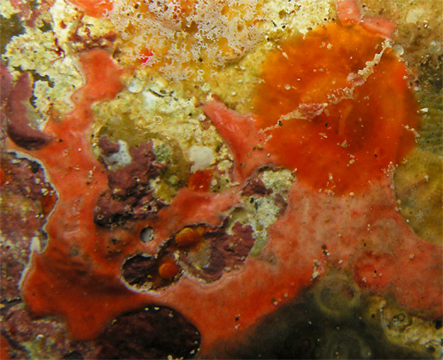 Lamellaria sp. #1: feeding, on orange tunicate