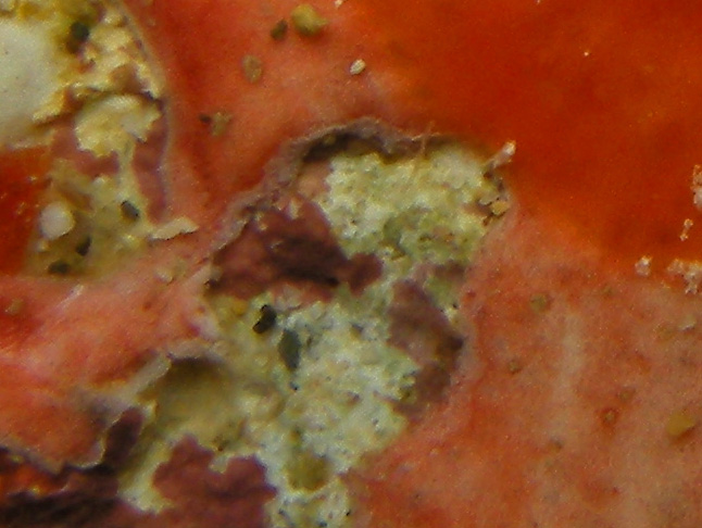 Lamellaria sp. #1: feeding damage, detail