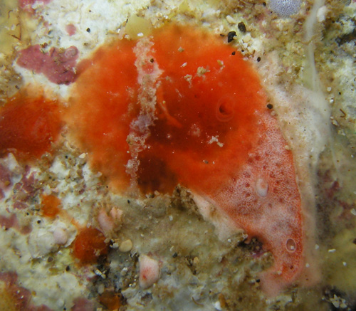 Lamellaria sp. #1: feeding, on pink tunicate