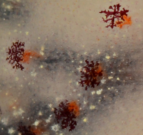 Lamellaria(?) sp. #10: closeup of dendritic brown lines