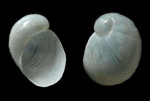 Lamellaria(?) sp. #4: shell