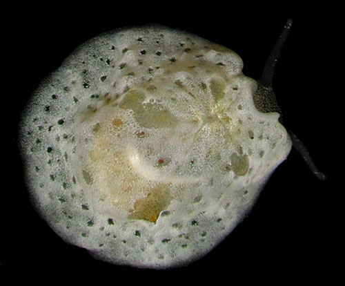 Lamellaria sp. #5: young, 9 mm
