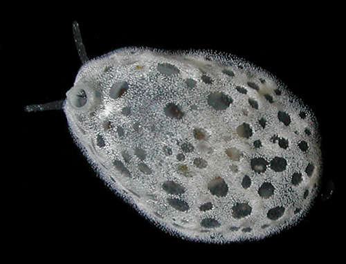 Lamellaria sp. #5: young, 6 mm