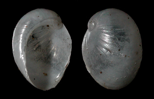 Lamellaria sp. #6: shell