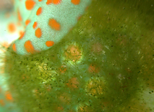 Lamprohaminoea cymbalum: with algae, detail