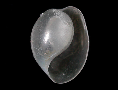 Lamprohaminoea cf. ovalis: shell