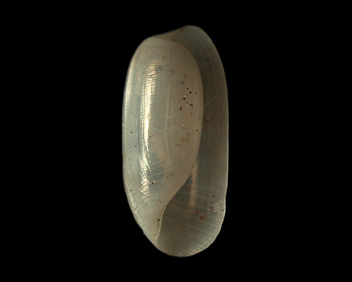 Liloa porcellana: shell