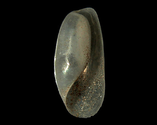 Liloa(?) sp. #2: shell, 6.9 mm