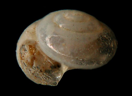 Limacina lesueuri: shell