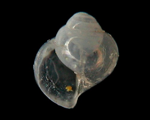 Limacina trochiformis: shell