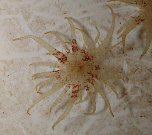 Limenandra rosanae: food anemone
