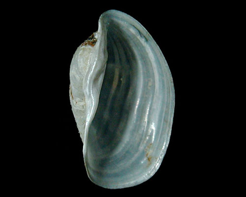 Lobiger viridis: shell