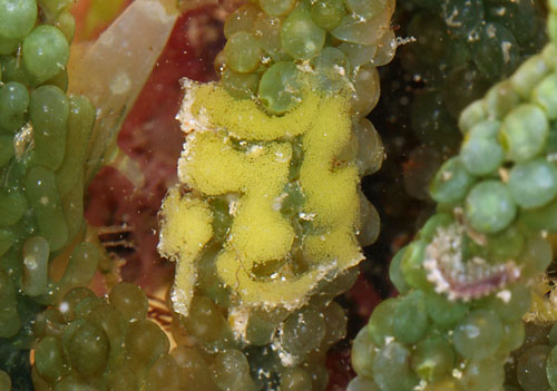 Lobiger viridis: egg mass, on Caulerpa