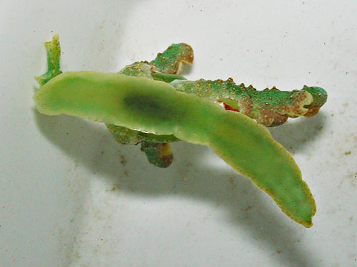 Lobiger viridis: underside