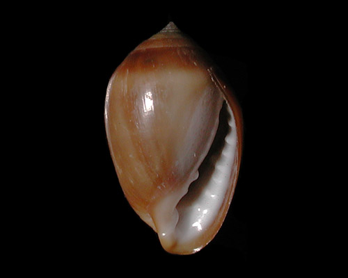 Melampus castaneus: shell