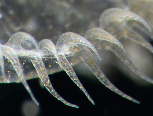 Melibe engeli: zooxanthellae in tentacles