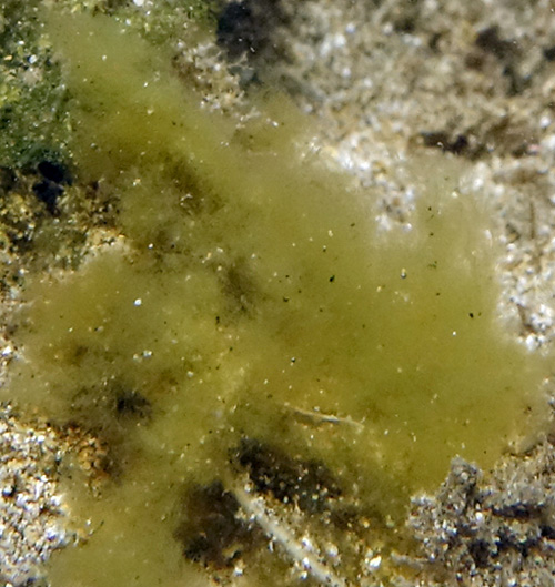 Melibe sp. #1: algae, detail