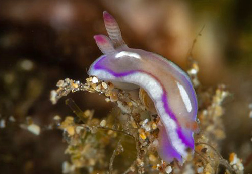 Mexichromis pusilla: young, side