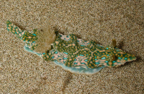Miamira sinuata: small blue spots, large