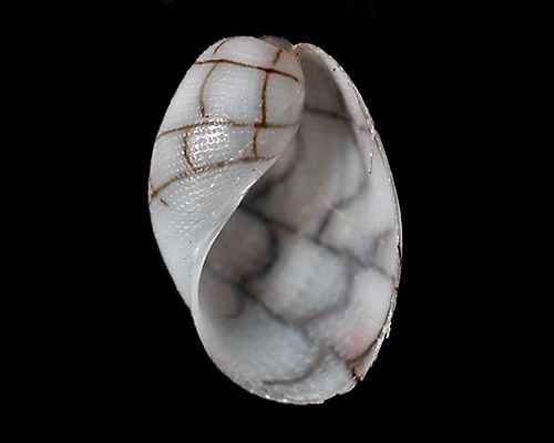 Micromelo scriptus: shell