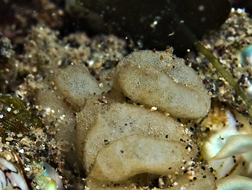 with egg masses