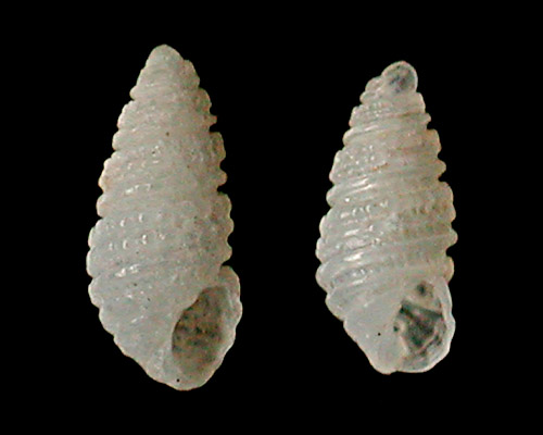 Miralda scopulorum: shell