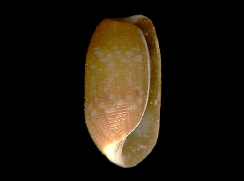 Mnestia cf. villica: shell
