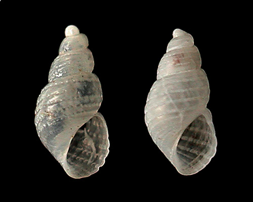Monotygma(?) sp. #1: shell