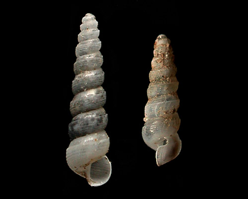 Murchisonella columna: shell