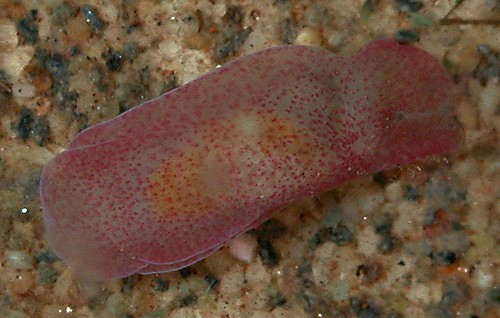 Nakamigawaia spiralis: underside