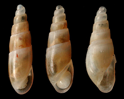 Nesiodostomia montforti: shell