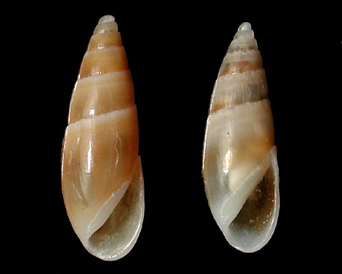 Nesiodostomia quinta: shell