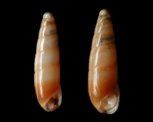 Nesiodostomia sp. #1: shell, inflated