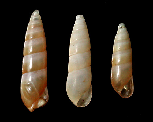 Nesiodostomia sp. #2: shell