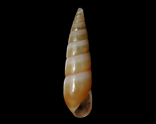Nesiodostomia sp. #3: shell