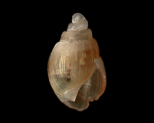 Nesiodostomia(?) sp. #4: shell